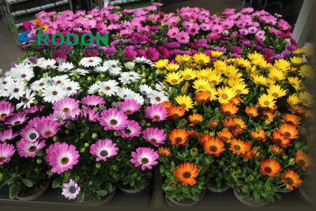 <h4>OSTEO SENORITAS MIXK</h4>