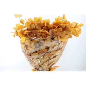 Pres Beuk Yellow P Bunch