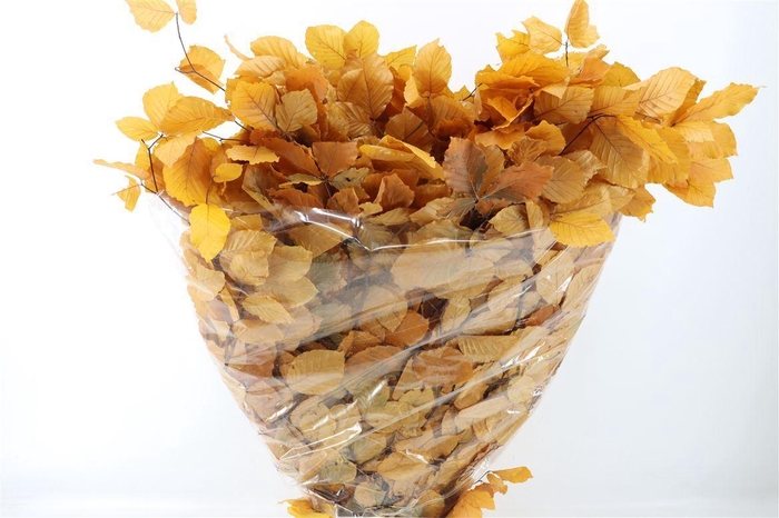 <h4>Pres Beuk Yellow P Bunch</h4>