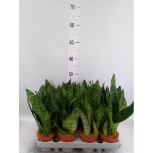 Sansevieria zeylanica