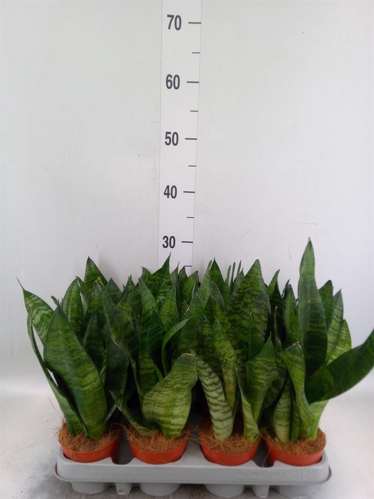 <h4>Sansevieria zeylanica</h4>