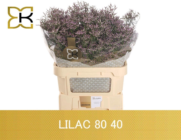 <h4>LIMONIUM SAFORA LILAC LIM SAF LILAC</h4>