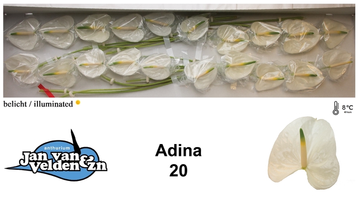 <h4>Anthurium Adina</h4>