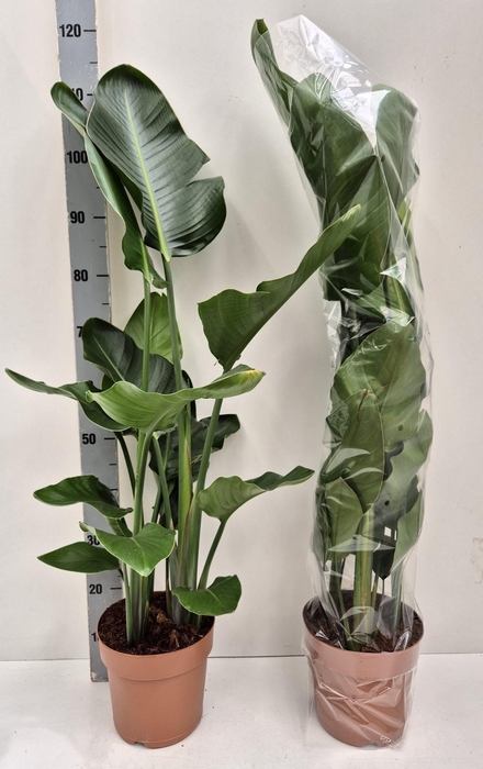 <h4>STRELITZIA NICOLAI</h4>