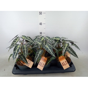 Alocasia  'Bambino Arrow'