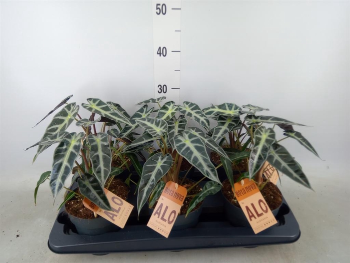 <h4>Alocasia  'Bambino Arrow'</h4>