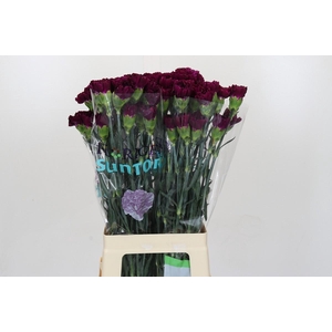 Dianthus St Florigene Moontea