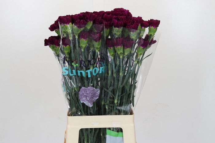 <h4>Dianthus St Florigene Moontea</h4>