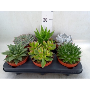 Succulents   ...mix 6