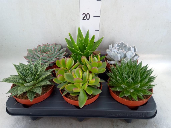 <h4>Succulents   ...mix 6</h4>