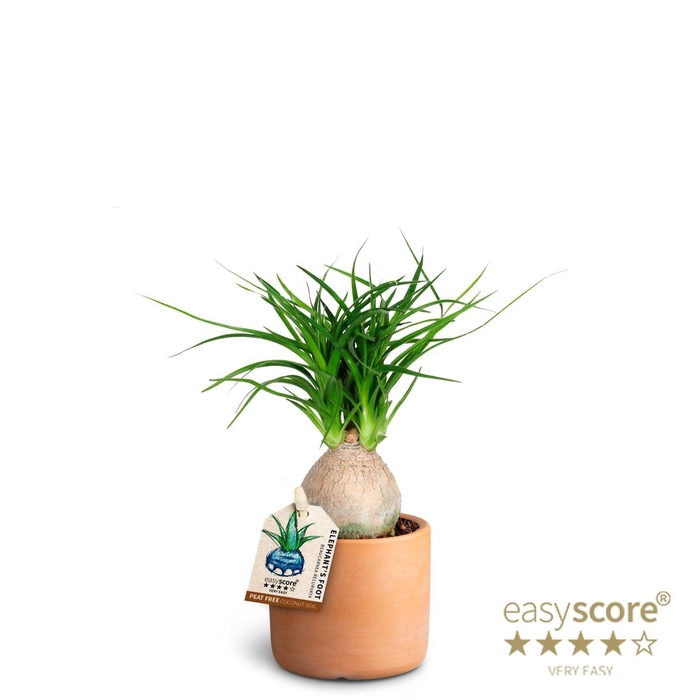 BEAUCARNEA RECURVATA P7 RAW TER