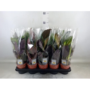 Calathea   ...mix 3