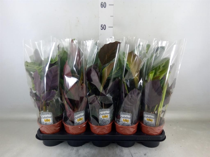 <h4>Calathea   ...mix 3</h4>