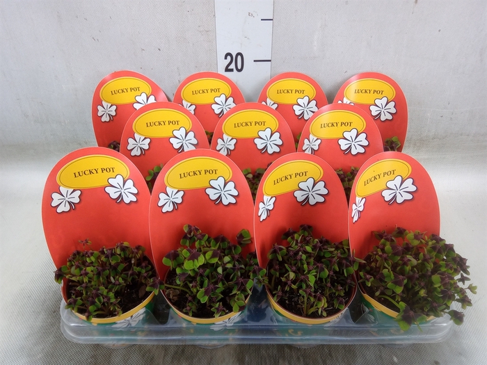 <h4>Oxalis deppei</h4>