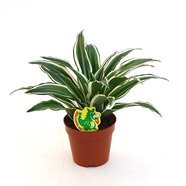 <h4>Dracaena White Jewel</h4>