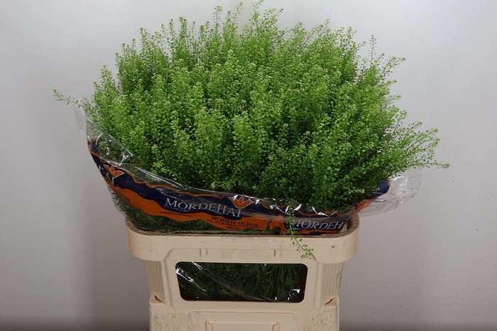 <h4>Lep Ru Green Bell</h4>