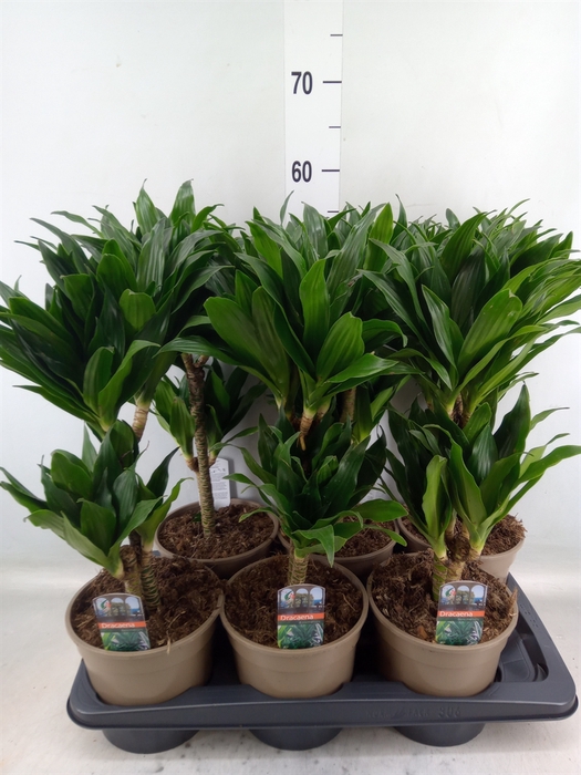 <h4>Dracaena frag. 'Compacta'</h4>