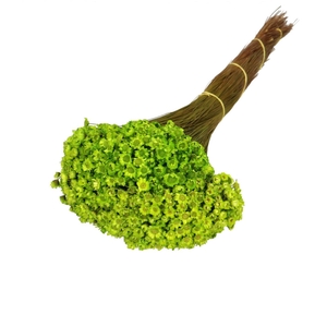 Droogbloem Glixia 40cm 50g