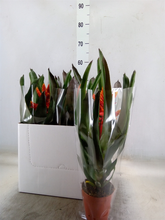 <h4>Aechmea  'Pepita Elegant Flames'</h4>
