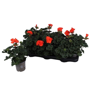 Pelargonium zona. 'Savannah Orange'