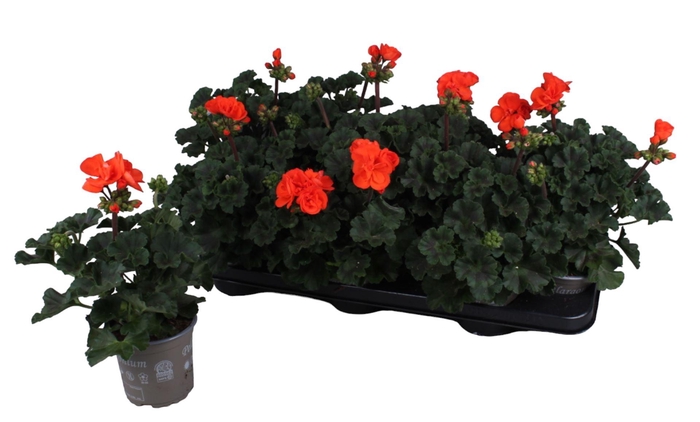 <h4>Pelargonium zona. 'Savannah Orange'</h4>