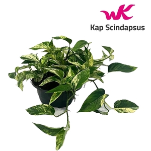 Scindapsus (Epipremnum ) Marble Queen schaal