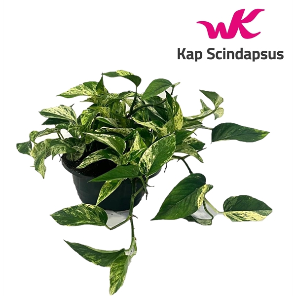 <h4>Scindapsus (Epipremnum ) Marble Queen schaal</h4>