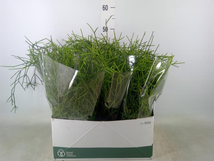 <h4>Rhipsalis ...</h4>