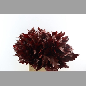 Quercus Rubra Bordeaux
