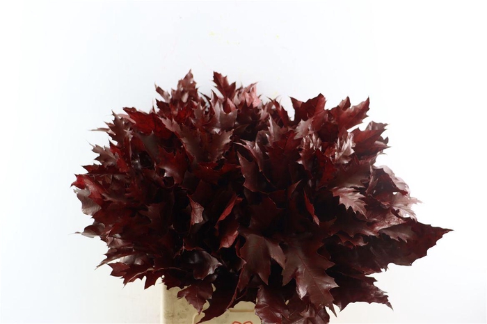 <h4>Quercus Rubra Bordeaux</h4>