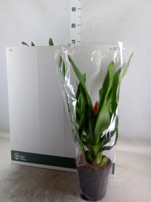 <h4>Aechmea  'Rozanne Elegant Red'</h4>