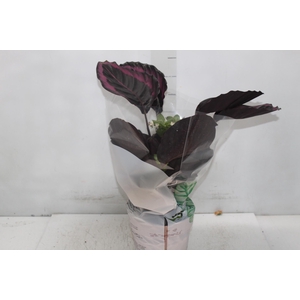 CALATHEA SURPRISE STAR P17