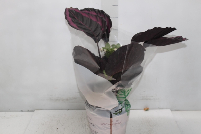 <h4>CALATHEA SURPRISE STAR P17</h4>