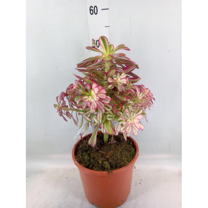 <h4>Aeonium   ...</h4>