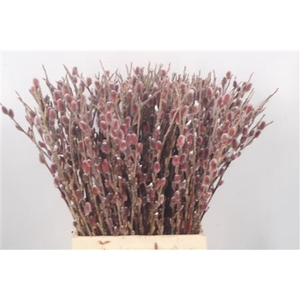 Salix G Pink Cushion