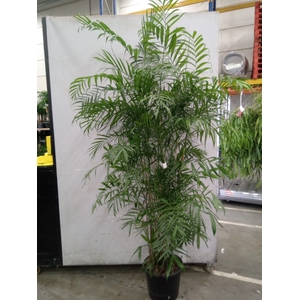 Chamaedorea seifrizii