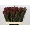 Leucadendron Safari Sunset