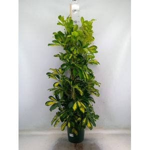 Schefflera arbor. 'Gold Capella'