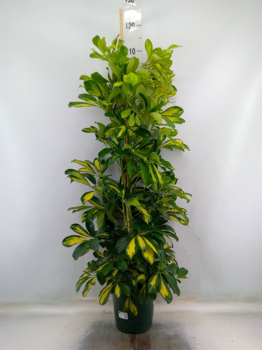 <h4>Schefflera arbor. 'Gold Capella'</h4>