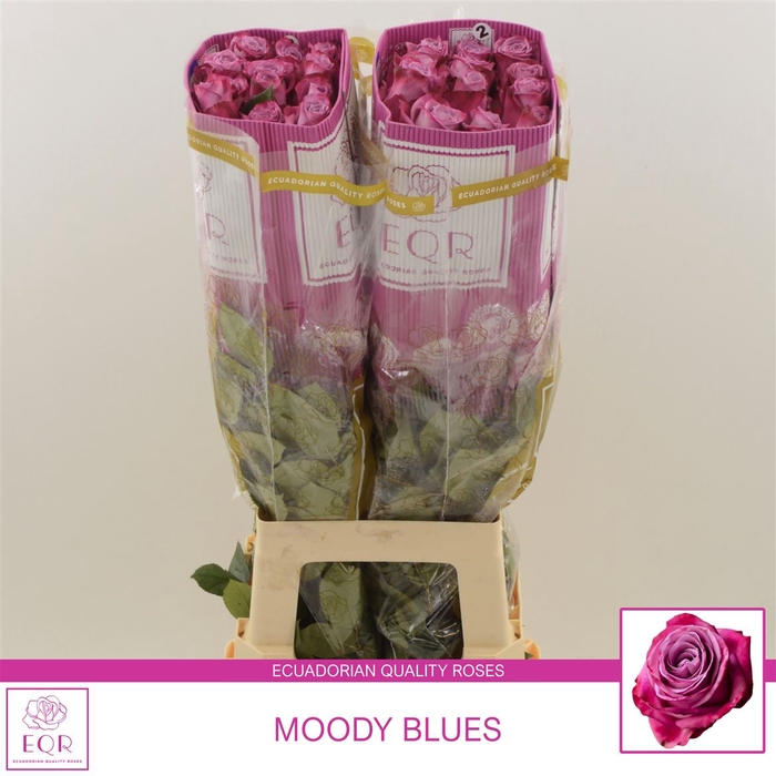 Rosa gr Moody Blues!