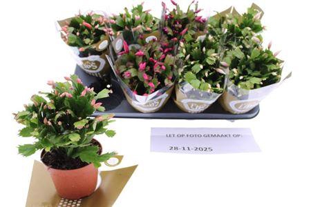 <h4>Schlumb Ov 55+</h4>