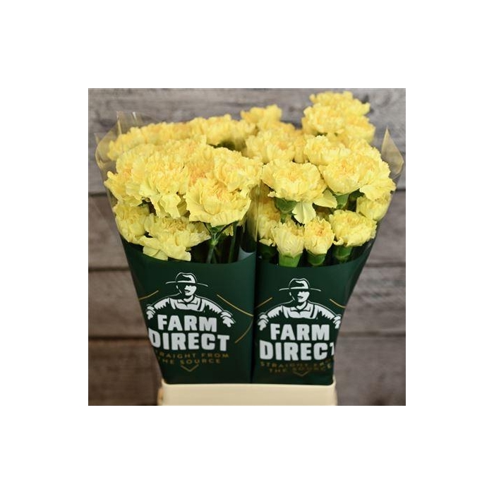 <h4>Di St Hermes</h4>