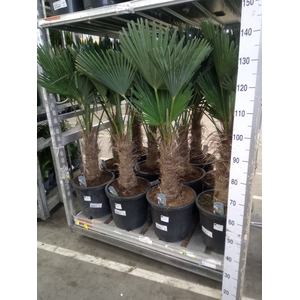 Trachycarpus wagnerianus
