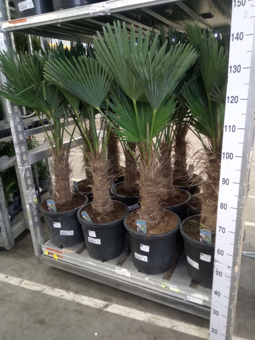 <h4>Trachycarpus wagnerianus</h4>