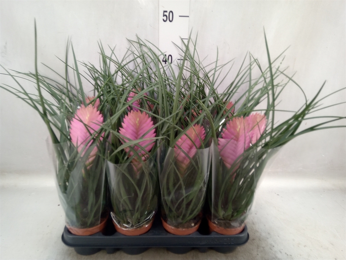 <h4>Tillandsia cyanea 'Anita'</h4>