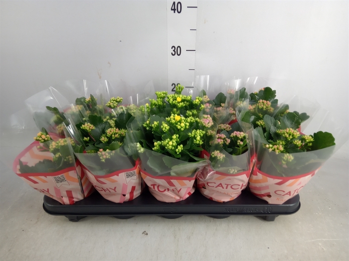 <h4>Kalanchoe blos.   ..rosebud mix  5</h4>