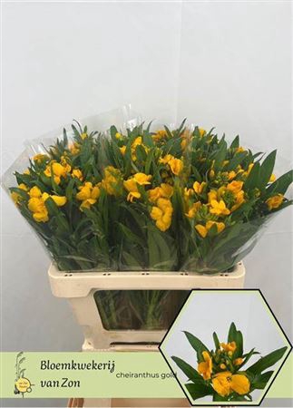 <h4>Snijbloemen Ov</h4>