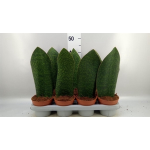 Sansevieria grandis