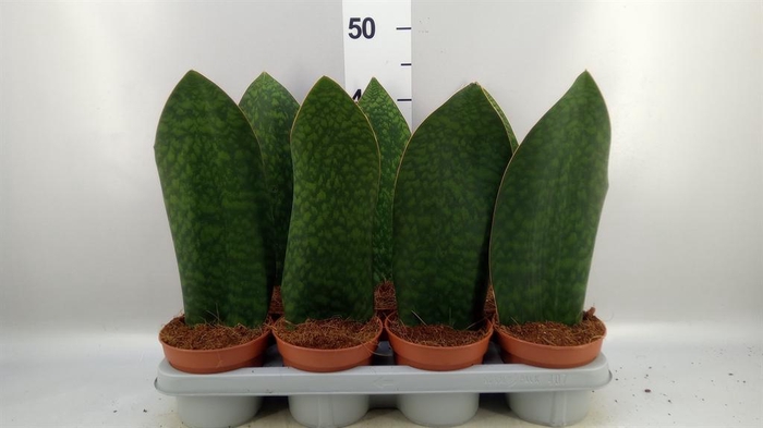 <h4>Sansevieria grandis</h4>