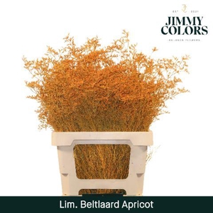 Lim Bel L70 Apricot